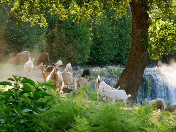 een kudde geiten bij de rivier